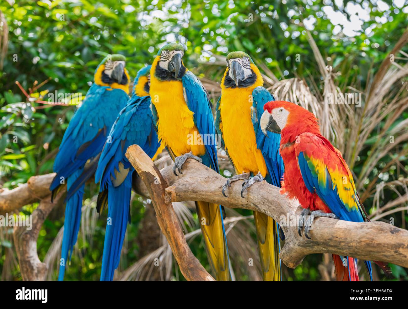 Vivaci pappagalli, quattro blu e giallo e uno scarlatto, appollaiano su un robusto ramo d'albero in uno zoo Foto Stock