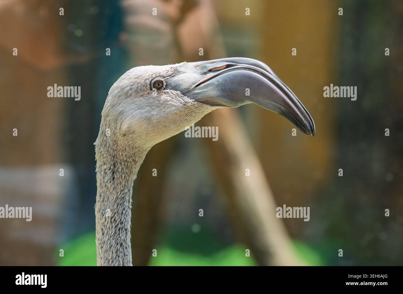 Testa di fenicottero grigia e collo lungo primo piano, che mostra il suo unico becco curvo verso il basso in un habitat esterno durante il giorno Foto Stock