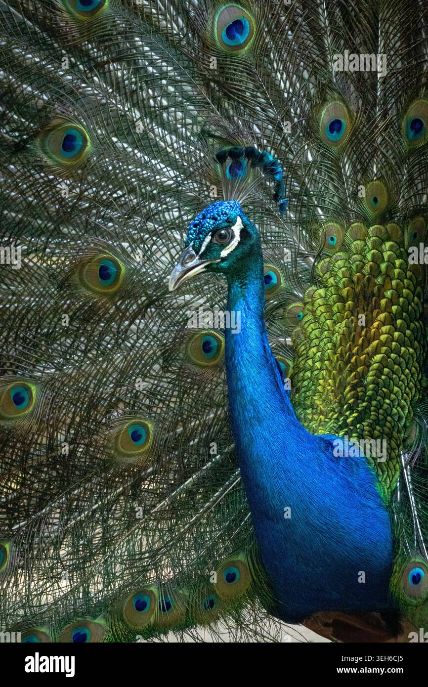 Un vivace primo piano di un pavone maschio con coda completamente ventilata, che mostra vivaci penne blu sul collo e accattivante piumaggio verde in un'esposizione naturale. Foto Stock