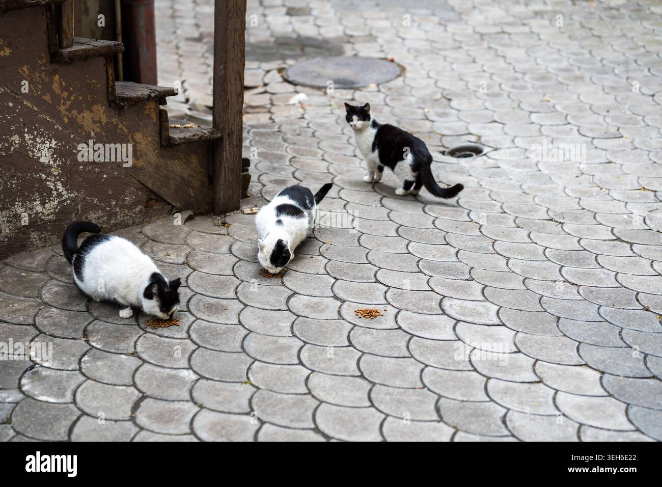 Gruppo di gatti randagi affamati che mangiano cibo secco, persone che si prendono cura degli animali e danno da mangiare agli animali domestici di strada. Foto Stock