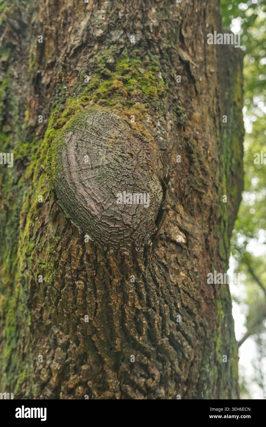 Primo piano del tronco ad albero con nodo e muschio Foto Stock