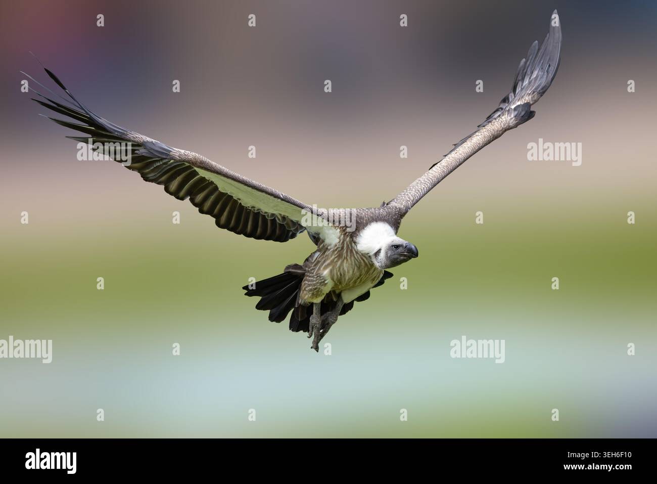 Vista di un maestoso avvoltoio in volo con le sue grandi ali spalmate su un morbido sfondo sfocato Selestat, Grand Est, Francia. Foto Stock