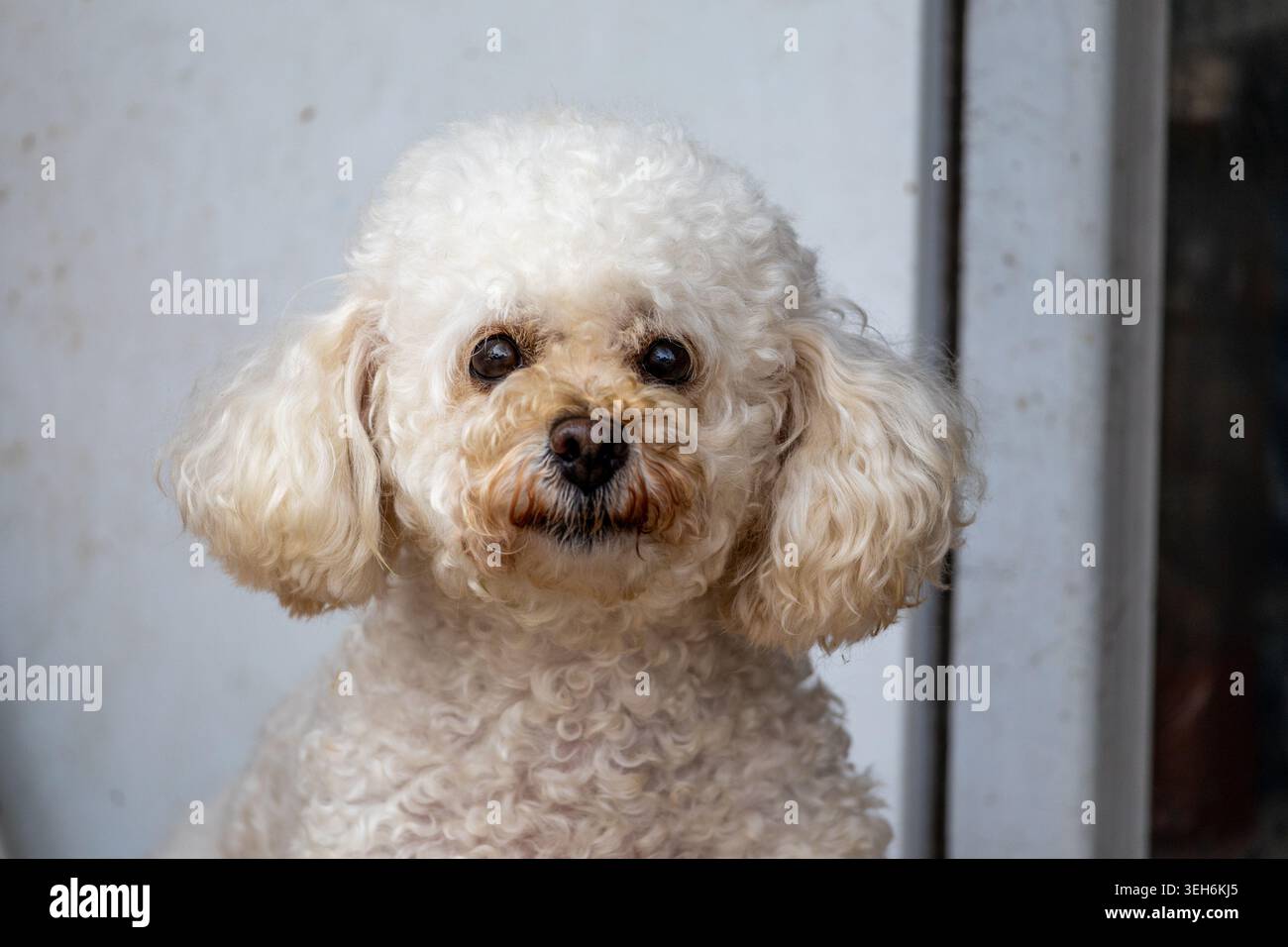Cute White Poodle Dog Ritratto che guarda la fotocamera con pelliccia morbida e sfondo neutro Foto Stock