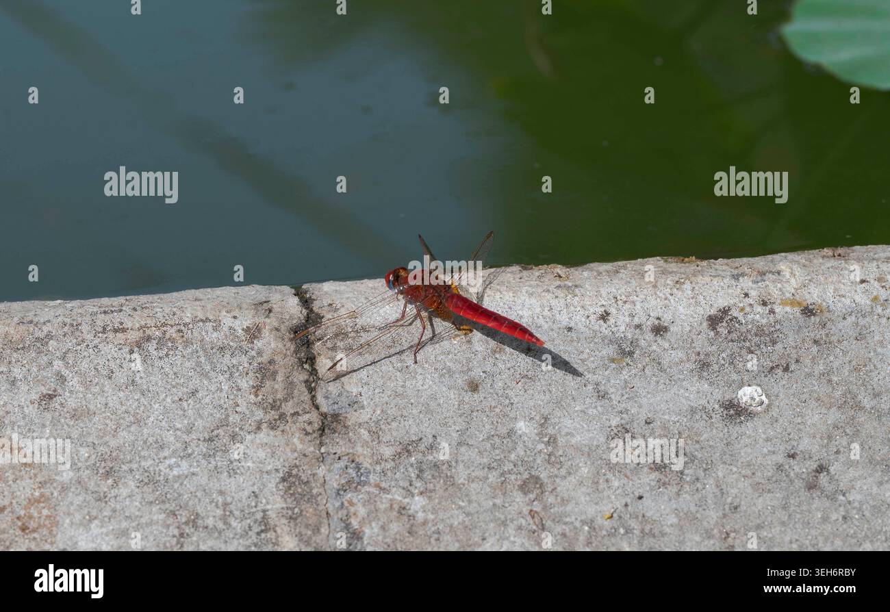 Dragonfly Scarlet, Crocothemis erythraea, che poggia su un bordo di pietra accanto all'acqua calma. Primo piano dettagliato con corpo rosso brillante, ali trasparenti e n Foto Stock
