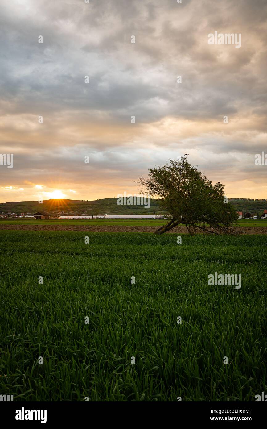 Albero solitario nel verde del campo al tramonto sopra la campagna ondulata con un paesaggio roccioso spettacolare Foto Stock