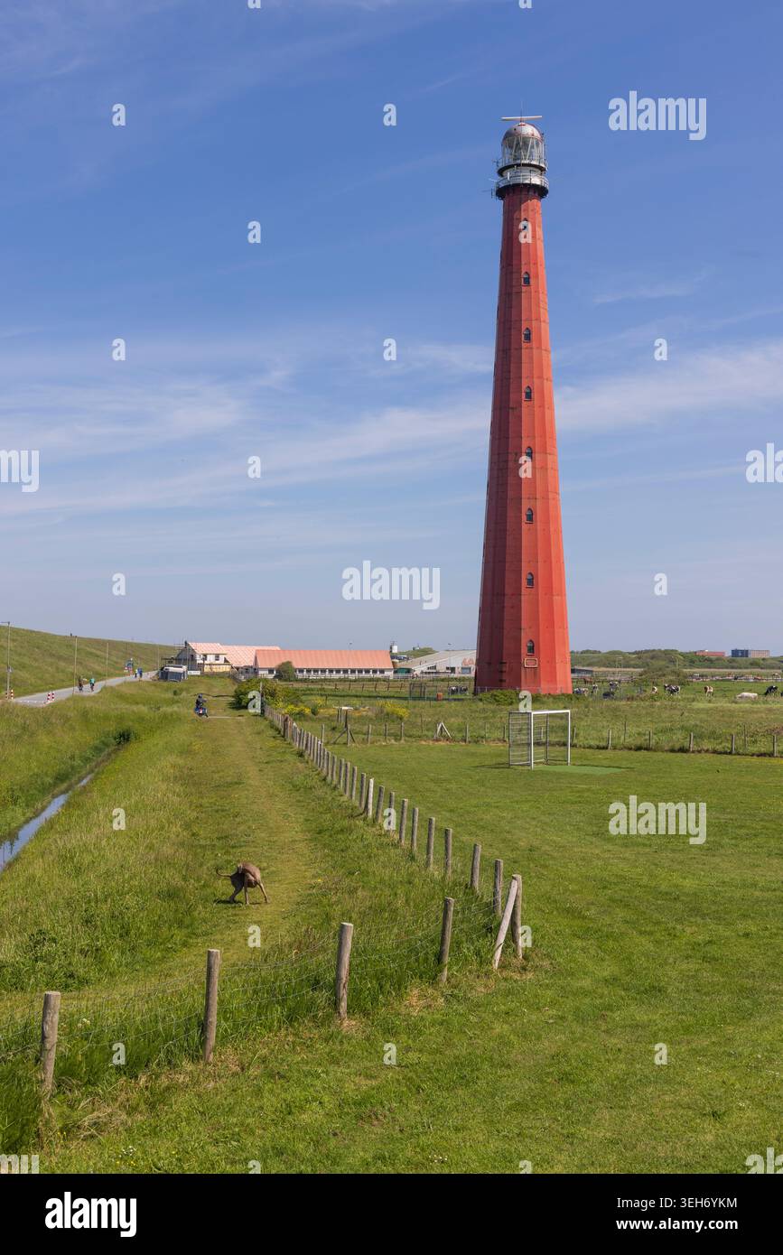 Den Helder, Paesi Bassi. L'iconico faro rosso alto di Lange Jaap che torreggia su un verde paesaggio costiero, con una persona che cammina un cane lungo un prato Foto Stock