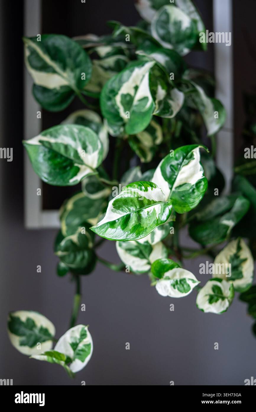 Pianta decorativa Epipremnum aureum N-Joy con macchie bianco-crema su foglie verdi a forma di cuore. Foto Stock