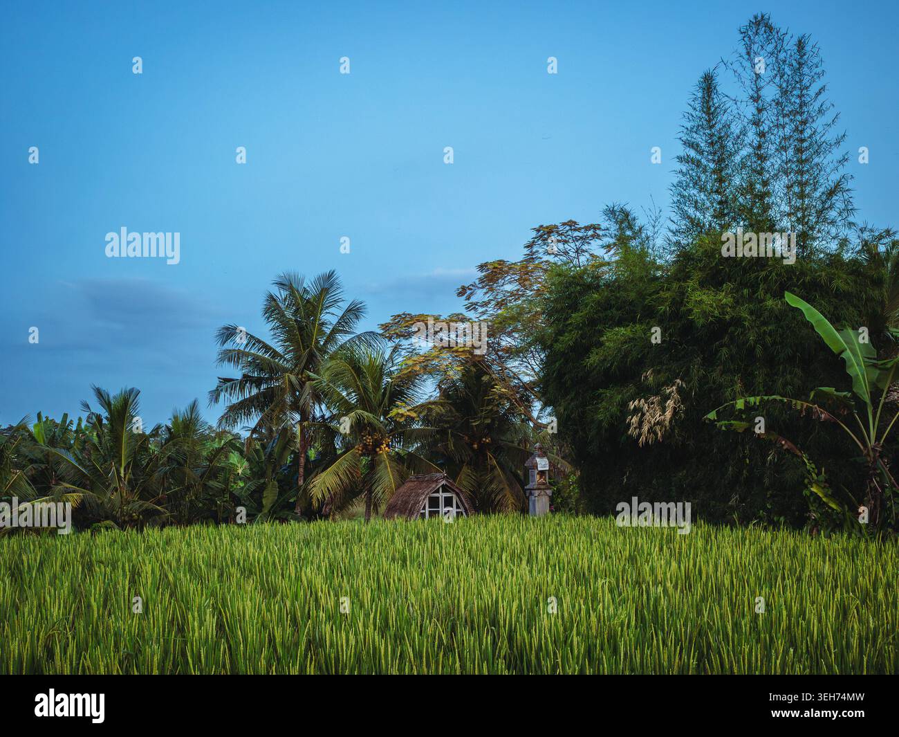 Terrazza di riso di Ubud a Bali con giungla tropicale, palme e cottage di campagna sotto il cielo azzurro. Rifugio panoramico per il benessere e tranquilla destinazione di viaggio sull'isola. Foto di alta qualità Foto Stock