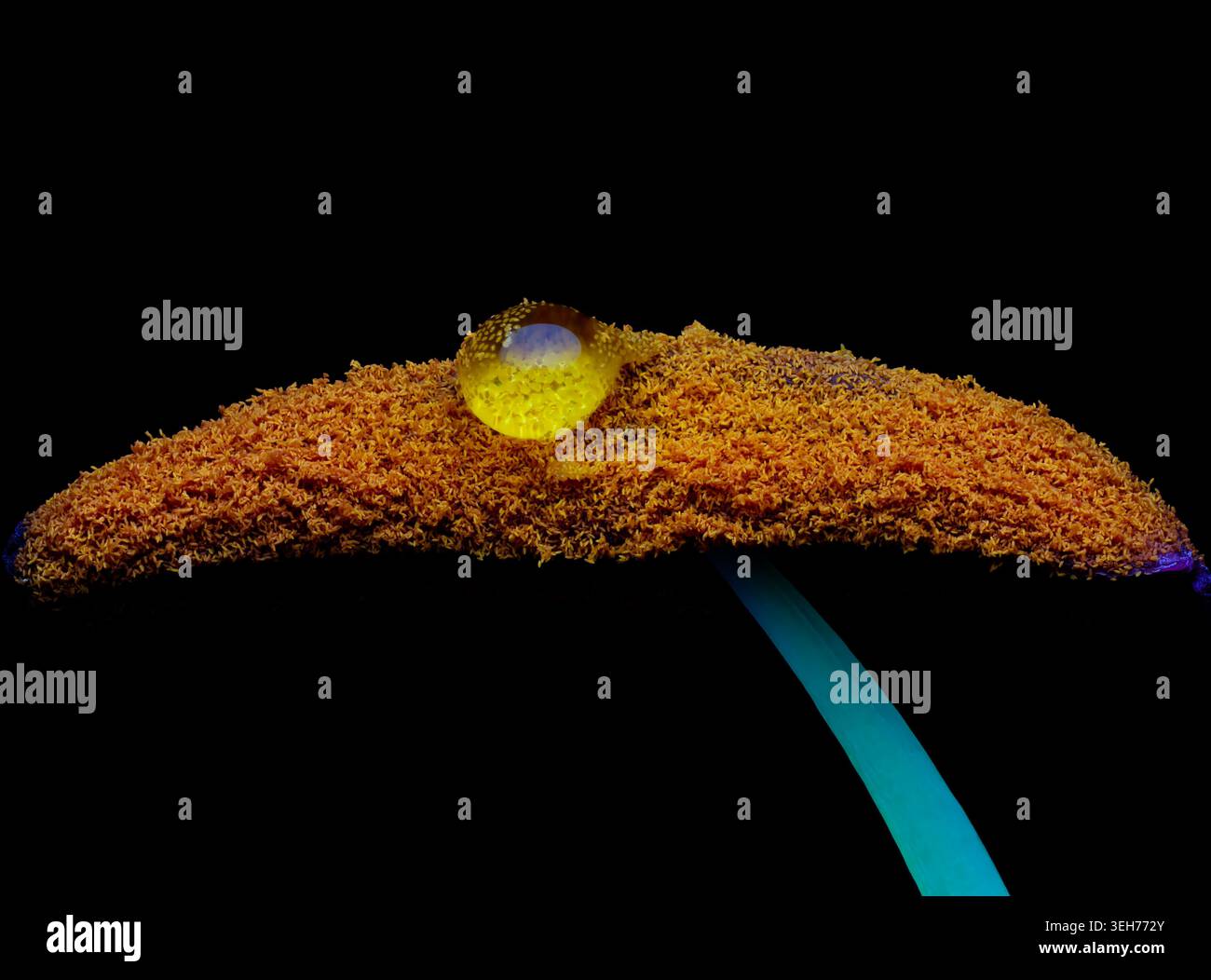 Macrofotografia di un fiore di giglio e di un altro ricoperto di polline dorato con una singola goccia d'acqua Foto Stock