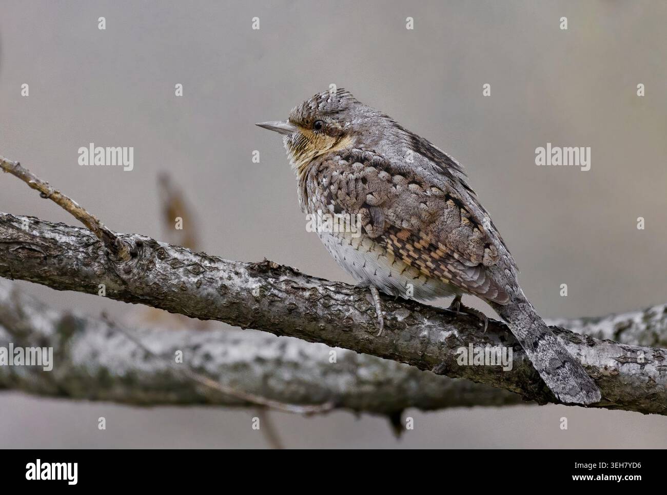 Wryneck in un nuvoloso giorno d'autunno Foto Stock