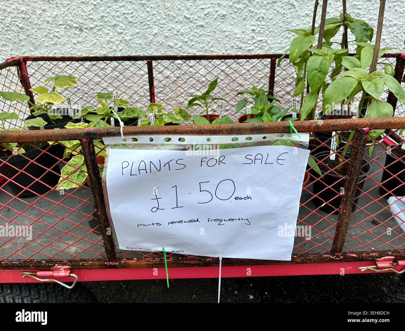 Piante in vendita in un carrello fuori da una casa privata - £ 1,50 ciascuno per piante di girasole e zucchine nel Regno Unito maggio 2026 - Immagine stock catturata con smartphone