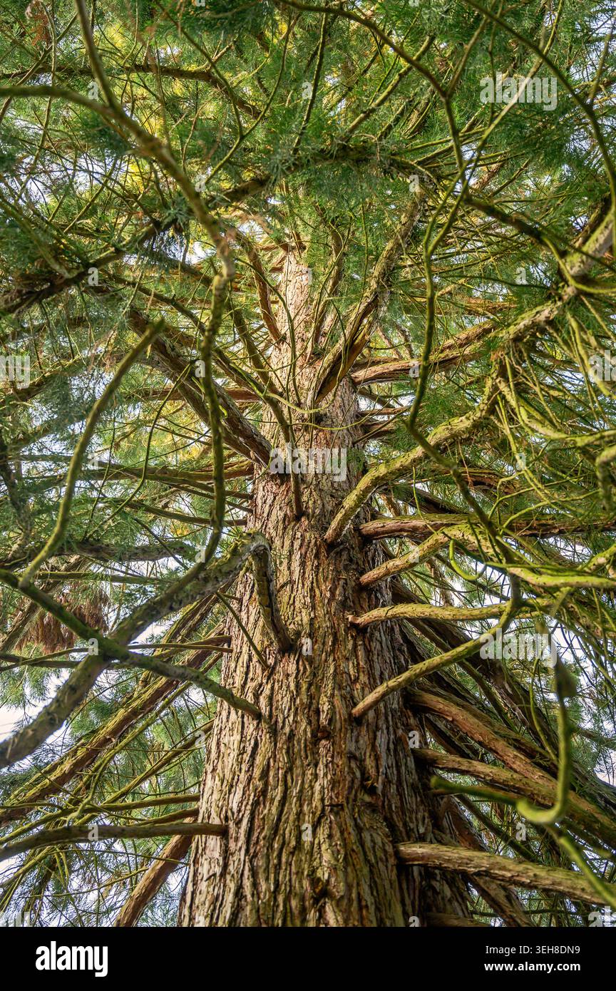 Guardando verso il cielo attraverso i rami di un enorme albero di sequoia antica Foto Stock