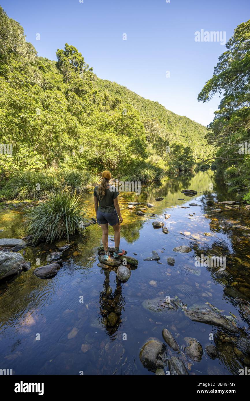 Donna escursionista lungo il fiume nella foresta costiera originale, alberi con licheni e muschio, Wilderness, Garden Route, Sud Africa Foto Stock