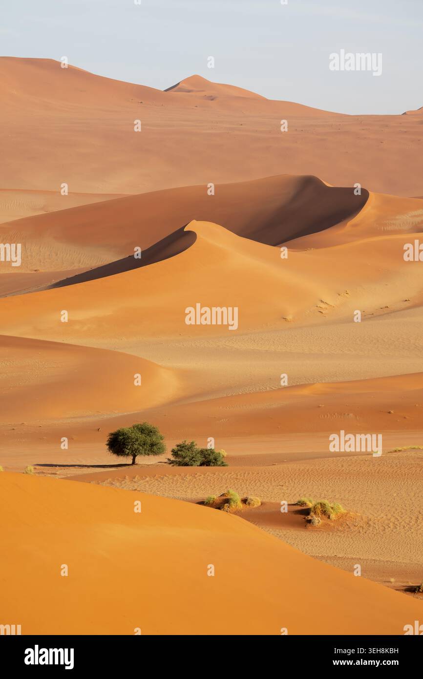 Vegetazione arida tra dune di sabbia giallo-rossa del Namib, deserto del Namib, Parco Nazionale del Namib-Naukluft, Namibia Foto Stock