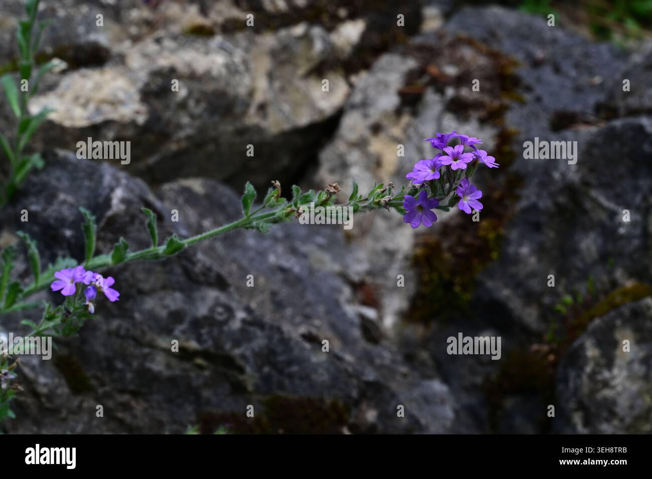 Il balsamo alpino (Erinus alpinus) è un'erba perenne originaria delle montagne dell'Europa meridionale e dell'Africa settentrionale. Foto Stock
