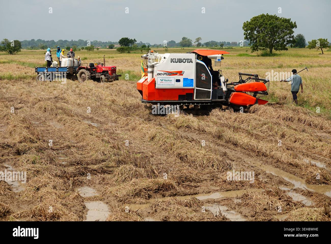 Raccolta del riso, vicino a Kalkudah, East Coast, Sri Lanka Foto Stock
