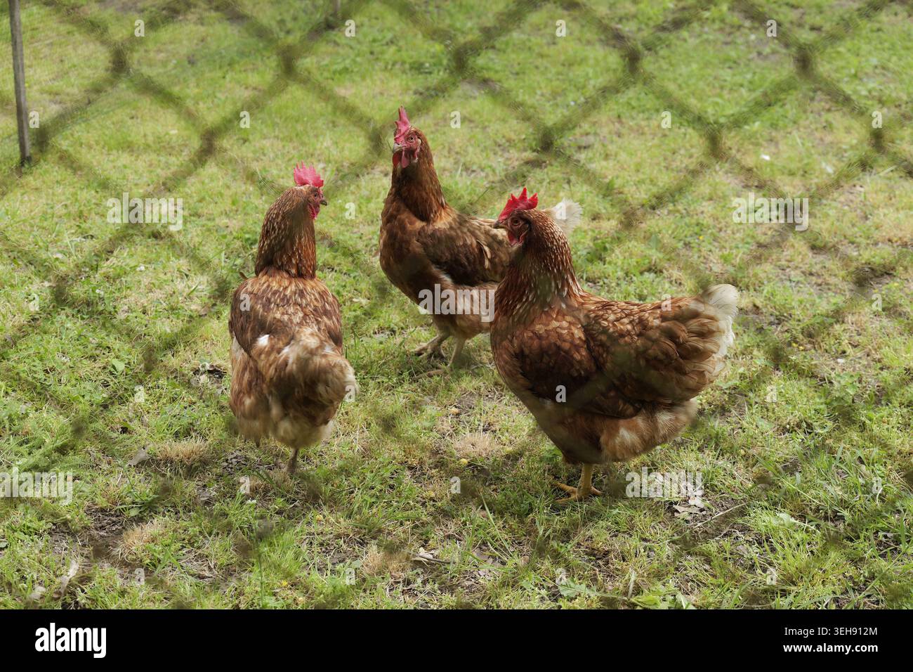 Gruppo di galline brune che picchiano ed esplorano l'erba verde all'interno di un recinto all'aperto, incorniciato da una recinzione a catena, che rappresenta l'allevamento all'aperto a Foto Stock