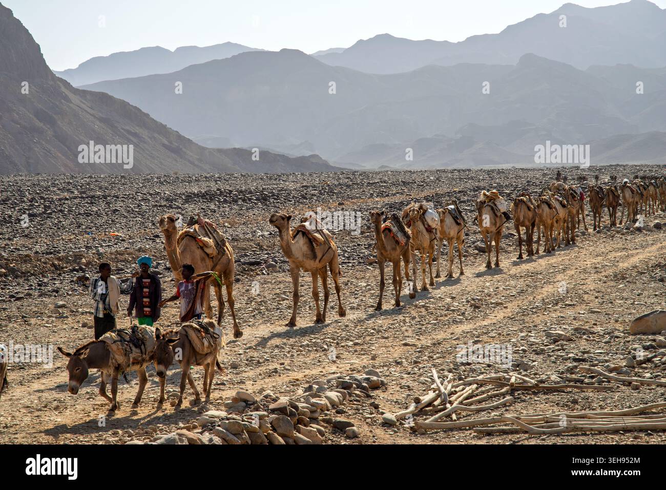 Tradizionale carovana di cammelli di sale nella depressione Danakil, Etiopia Foto Stock