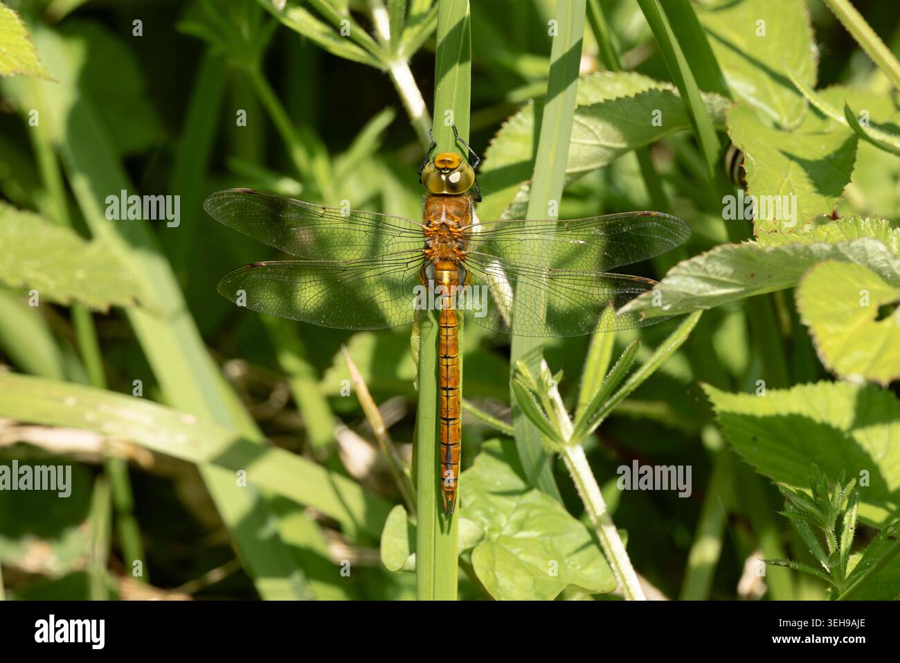 Norfolk Hawker Dragonfly a riposo in fitto fogliame Foto Stock