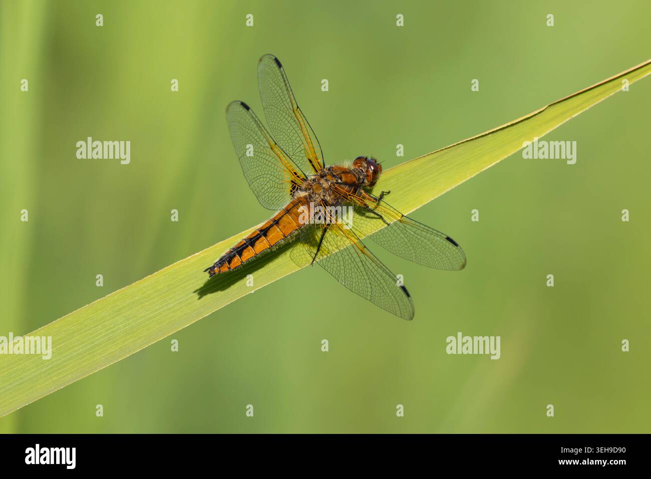 Scarso Chaser femmina a riposo su una foglia di canna Foto Stock
