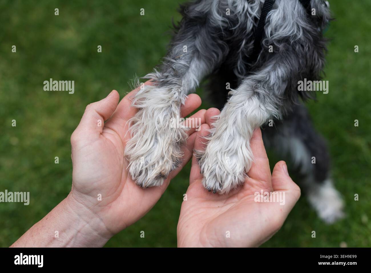 Primo piano di mani maschili che tengono delicatamente le zampe dei cuccioli, esprimendo fiducia, amicizia, cura e connessione emotiva tra uomo e animale. Foto Stock