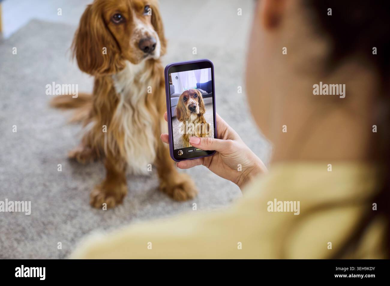 Donna che scatta una foto sullo smartphone del Cocker Spaniel a casa, Ritratto animaletto Foto Stock
