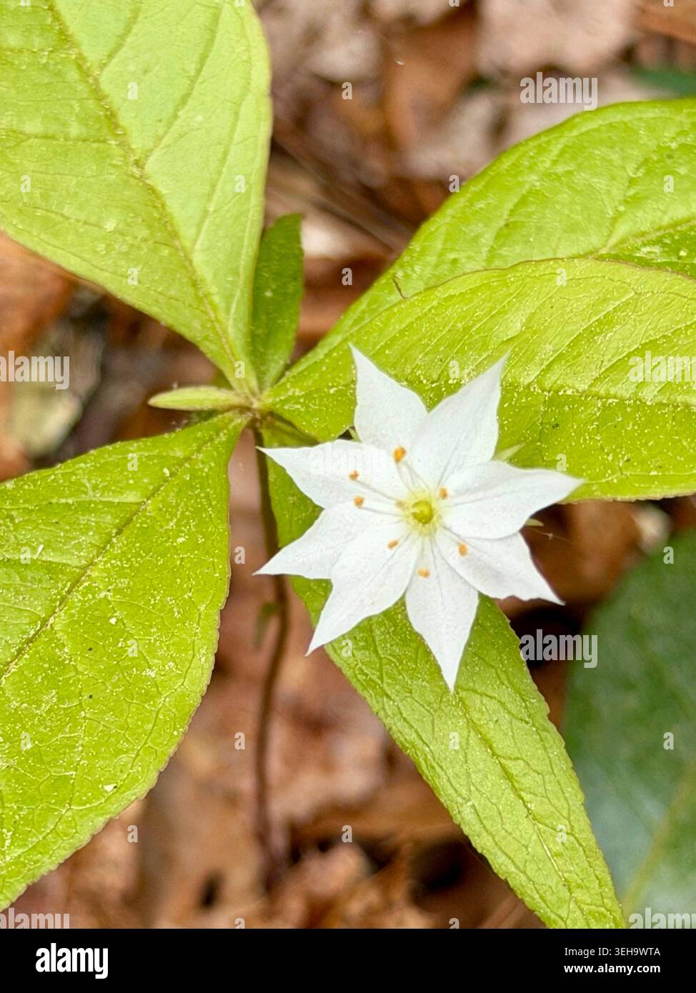 Northern Starflower (Lysimachia Boreal IS) è una perenne foresta nordamericana che fiorisce tra maggio e giugno. Foto Stock