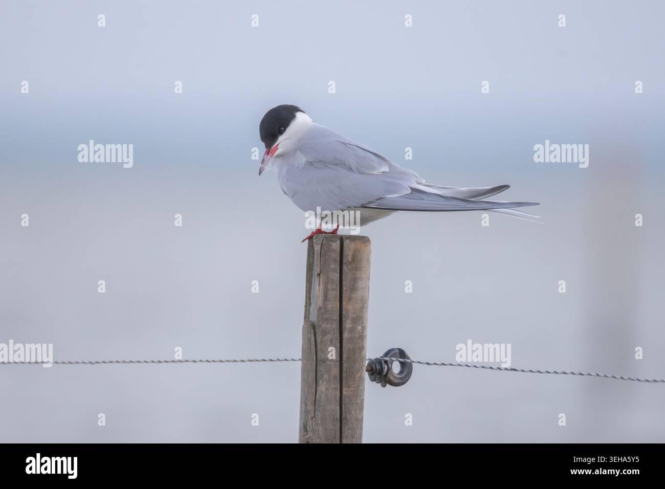 Un sternia artica in Estonia Foto Stock