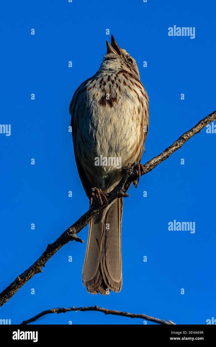 Song Sparrow si affida a cantare a Boise Idaho Foto Stock