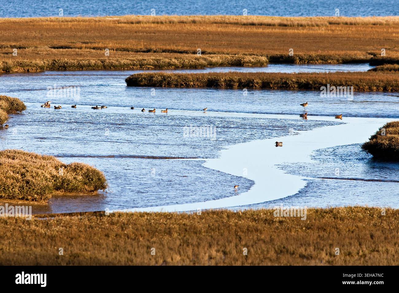 Zone umide costiere del Dorset con bassa marea, che forniscono un ricco habitat naturale per uccelli delle zone umide, fauna selvatica ed ecosistemi di paludi salate. Foto Stock