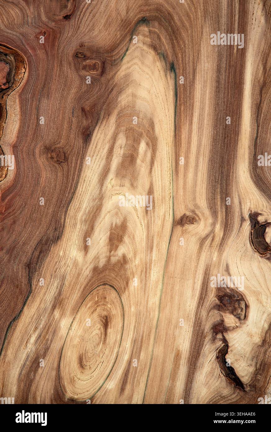 Grano di legno di oliva che scorre come una mappa topografica, con calde tonalità caramello, nodi e vortici naturali modellati dal tempo. Foto Stock