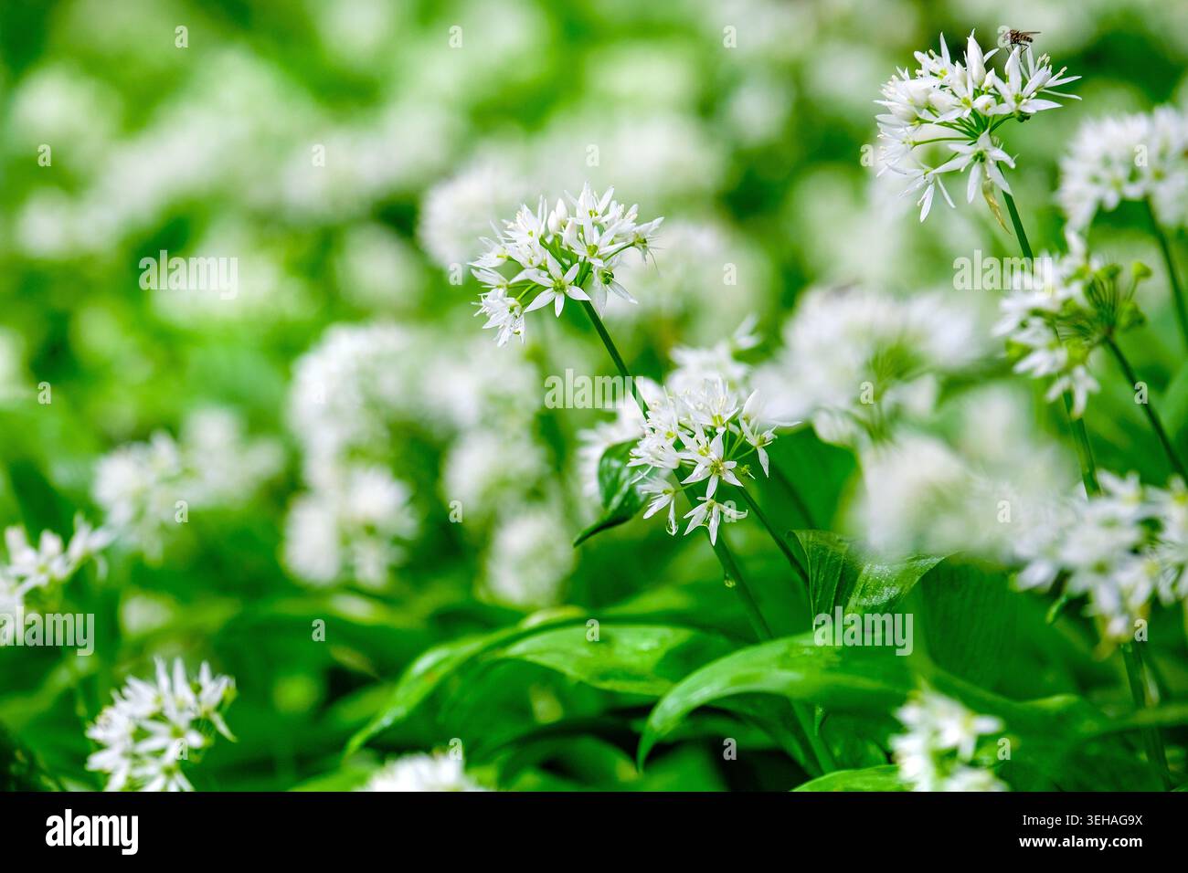 Aglio selvatico / Allium ursinum in un bosco ai margini di Buxton, Derbyshire, Regno Unito Foto Stock