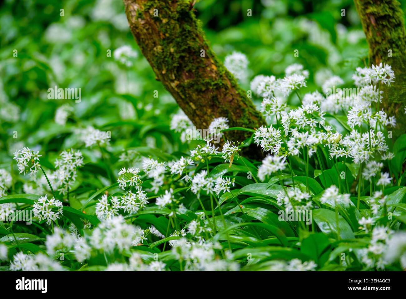 Aglio selvatico / Allium ursinum in un bosco ai margini di Buxton, Derbyshire, Regno Unito Foto Stock