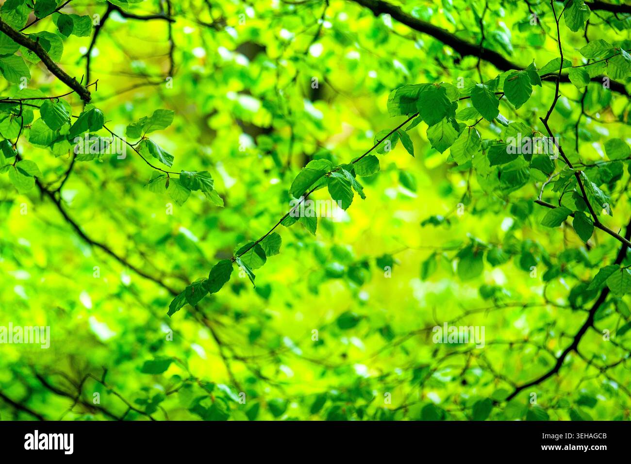 Luce solare attraverso gli alberi in un bosco ai margini di Buxton, Derbyshire, Regno Unito Foto Stock