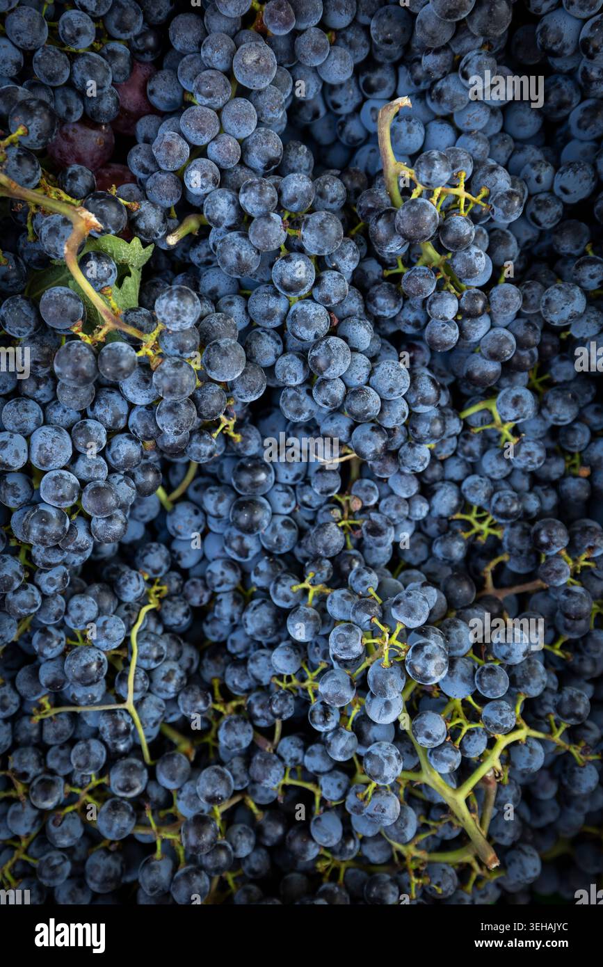 Uva Cabernet, uva rossa viola fresca con fioritura naturale e consistenza succosa, varietà di uva premium per la produzione di vino rosso Foto Stock