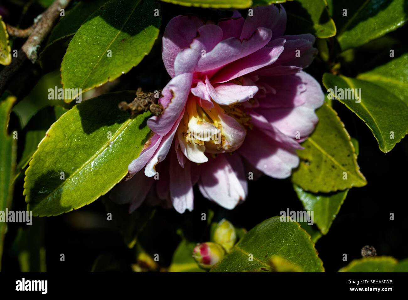 Camellia Chansonette: Una vigorosa. spalmare arbusto sempreverde con ammassi di rosa brillante, doppi fiori in autunno e in inverno. Foto Stock