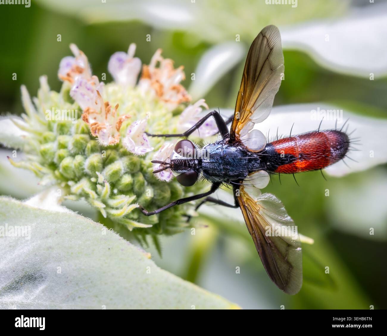 A Tachinid Fly visita la fioritura della zecca di montagna raggruppata. Raleigh, North Carolina Foto Stock