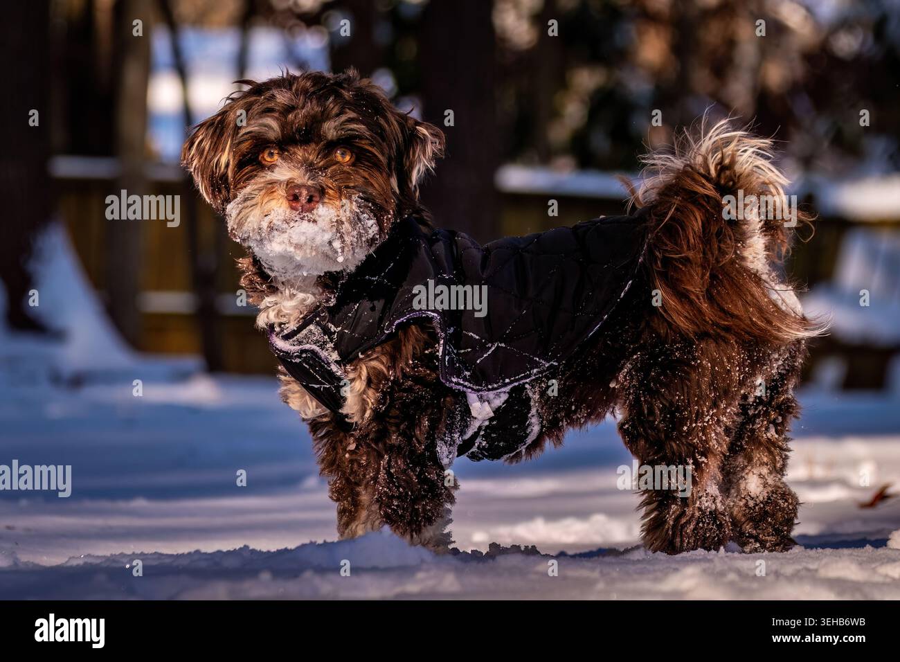 Un adorabile cane Havanese con neve su tutto il muso. Godetevi l'inverno. Foto Stock