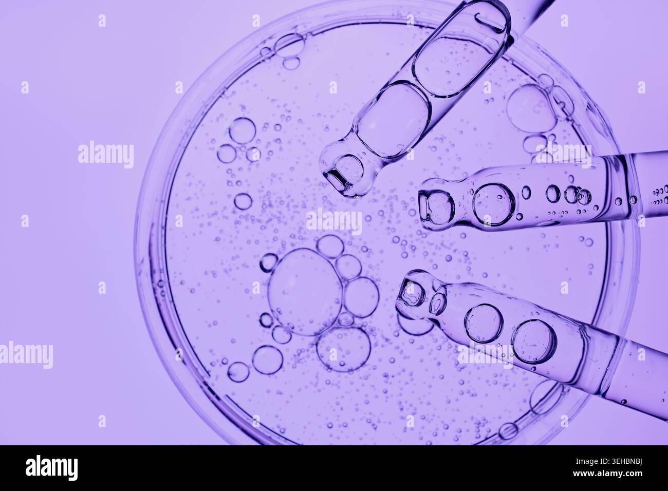 Pipette contagocce che estraggono il liquido viola dalla piastra Petri, simboleggiando la scoperta scientifica e la cura della pelle Foto Stock