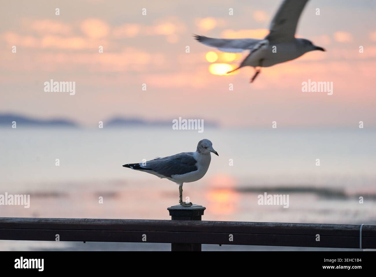 Una coppia nutre i gabbiani sulla marea di Ganghwado al tramonto dorato. Le immagini raffigurano un'interazione romantica e gioiosa con la natura e la fauna selvatica Foto Stock