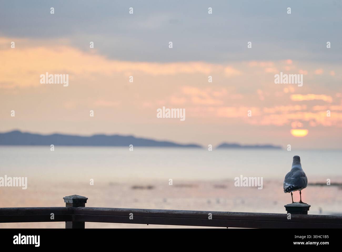 Una coppia nutre i gabbiani sulla marea di Ganghwado al tramonto dorato. Le immagini raffigurano un'interazione romantica e gioiosa con la natura e la fauna selvatica Foto Stock