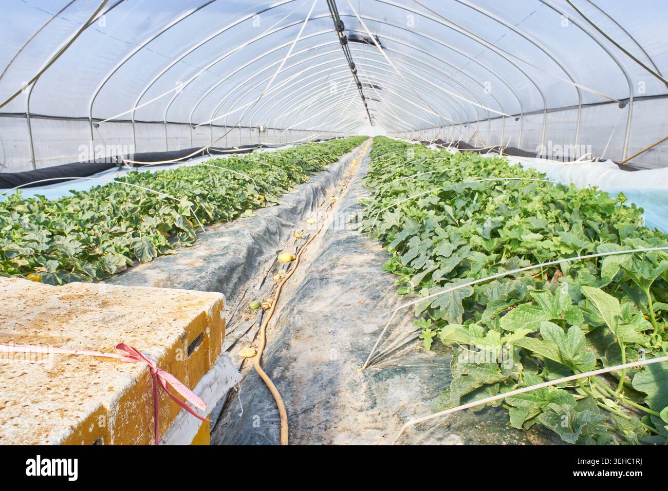 Fattoria di meloni orientali ecocompatibile a Seongju che utilizza l'impollinazione delle api. Le immagini mostrano una fioritura gialla e una serra con alveare per l'agricoltura biologica Foto Stock