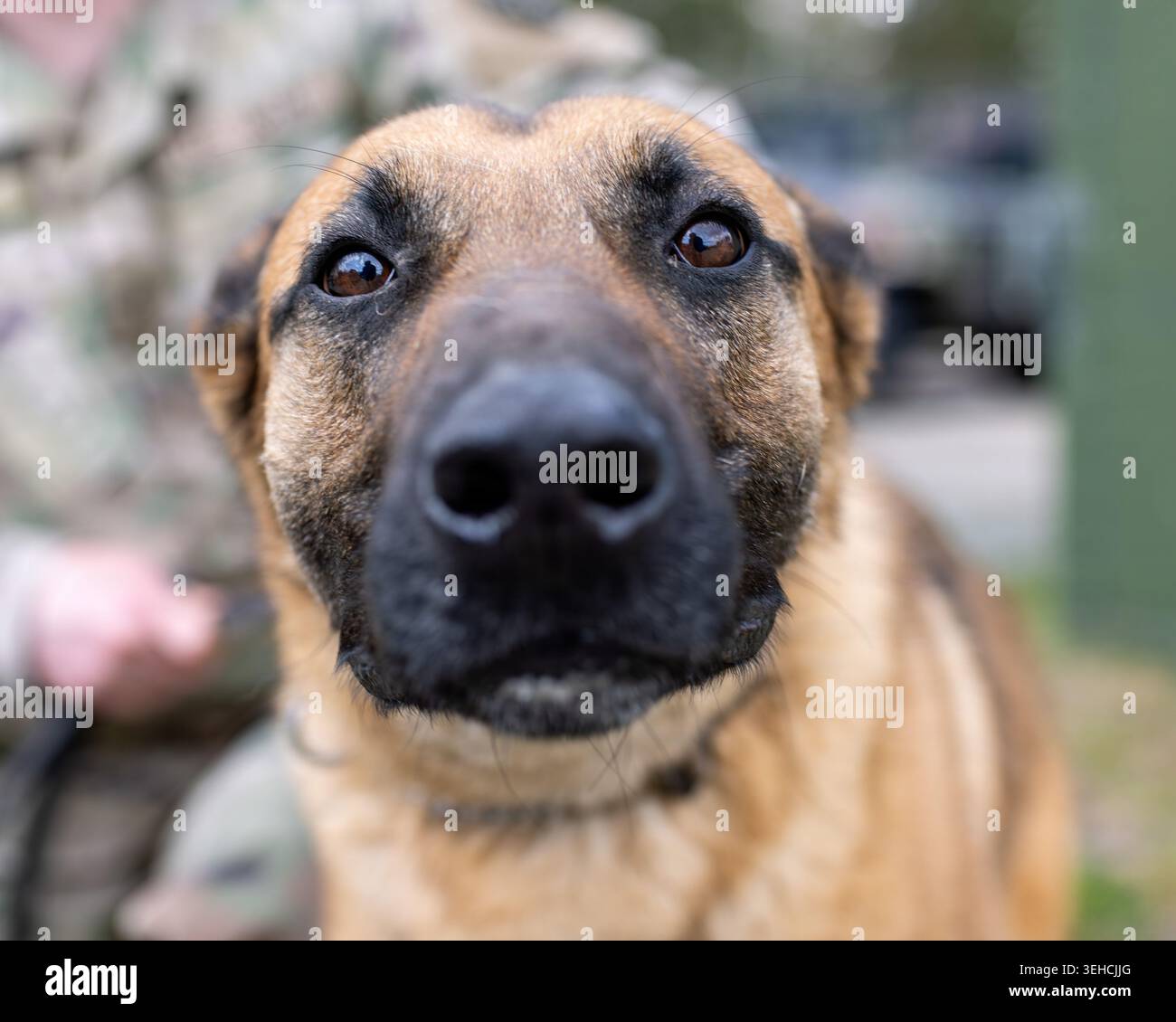 Mario, impiegato militare dell'esercito degli Stati Uniti, assegnato al Combined Military Working Dog Detachment – Europe, 18th Military Police Brigade, curiosamente Foto Stock