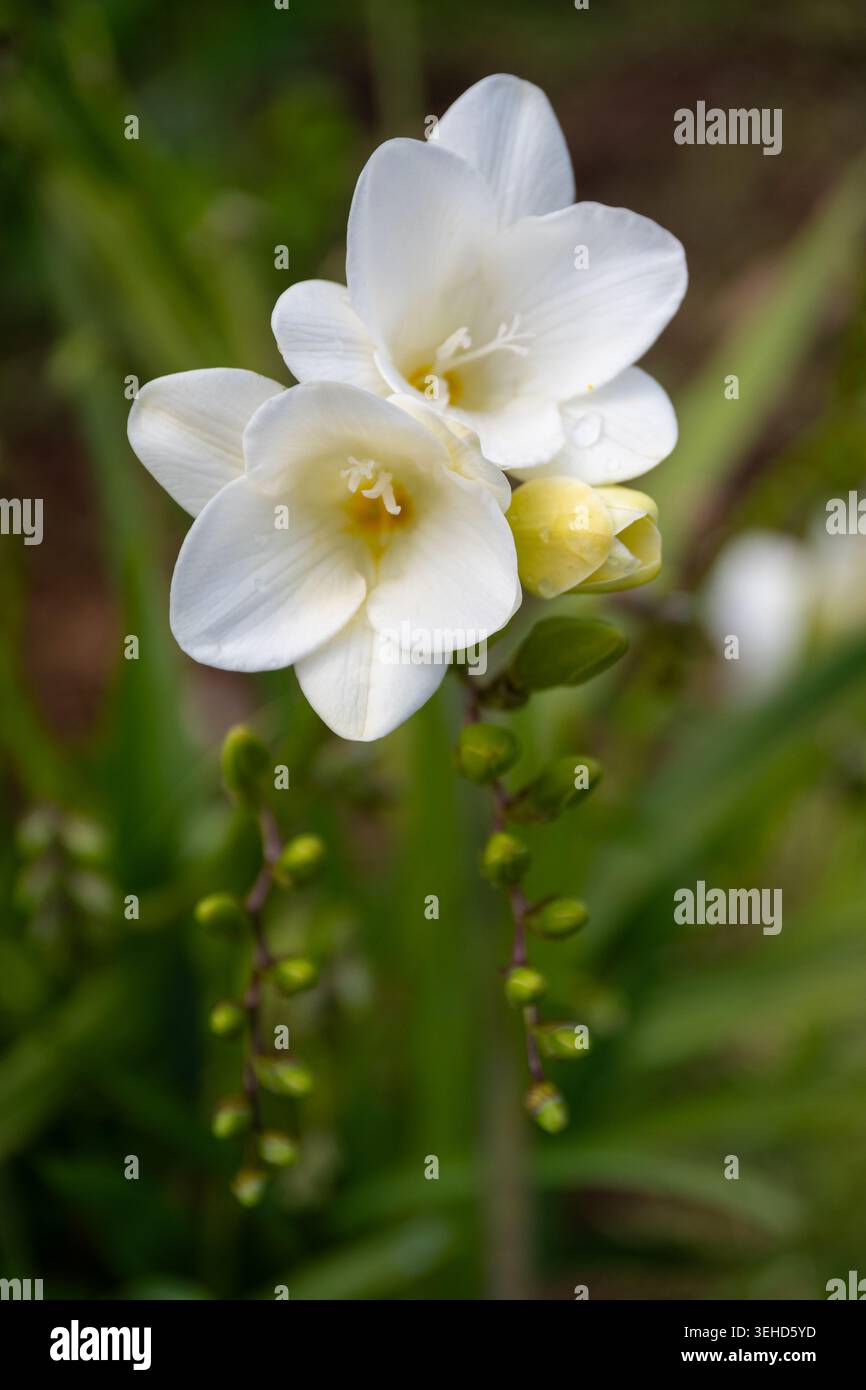 Freesia Single fiori bianchi in ambiente naturale Foto Stock