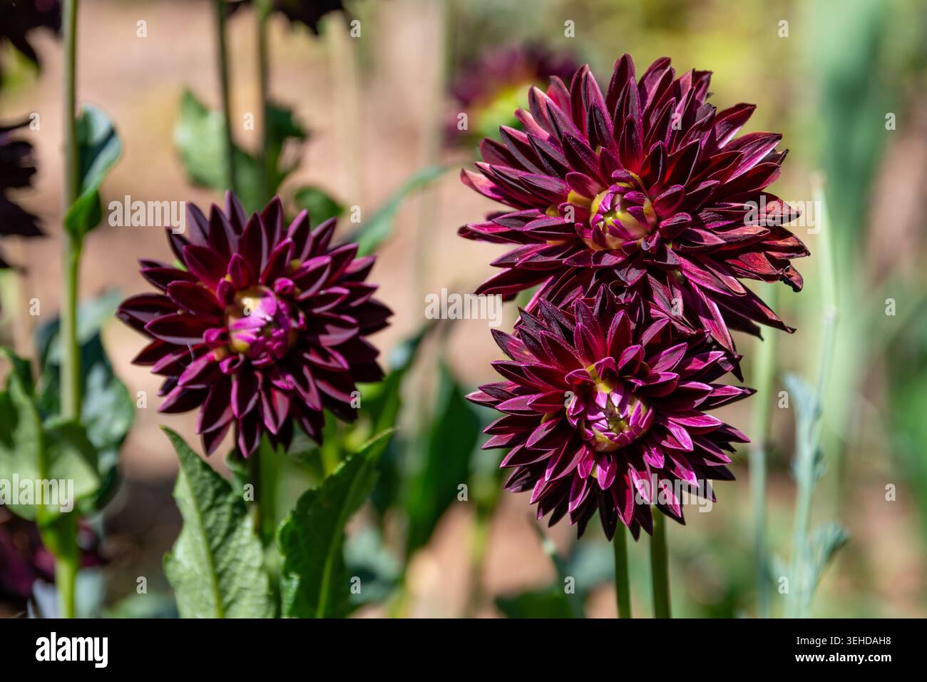Fiori di Dahlia con petali viola scuro Foto Stock