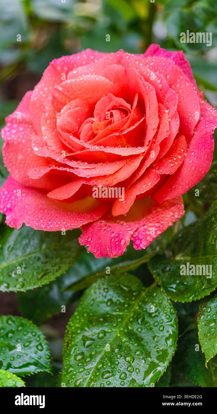 Rosa rosso rosa con gocce d'acqua foglie verdi lucide e morbido bokeh botanico elegante sfondo per smartphone con vista ravvicinata a fiori e sfondo 8K Foto Stock