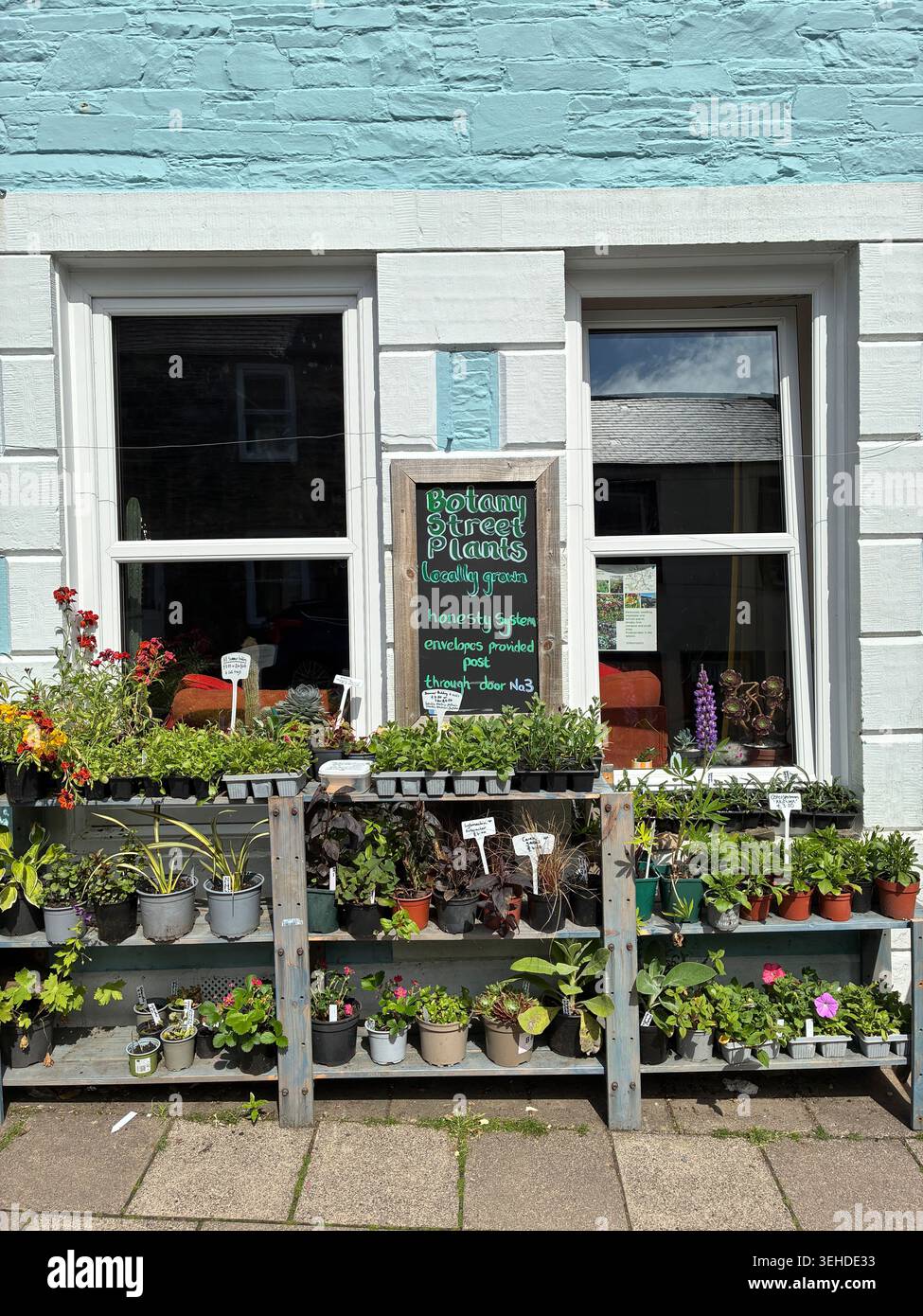 Wigtown, Galloway, Scozia - Botany Street piante piante da giardino in vendita fuori casa a Wigtown Scozia nel maggio 2026 - Immagine stock catturata con smartphone