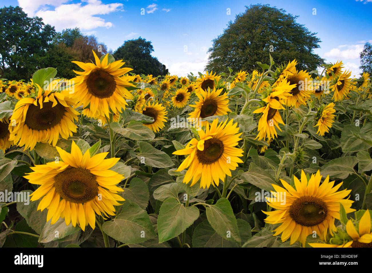 Girasoli al sole Foto Stock