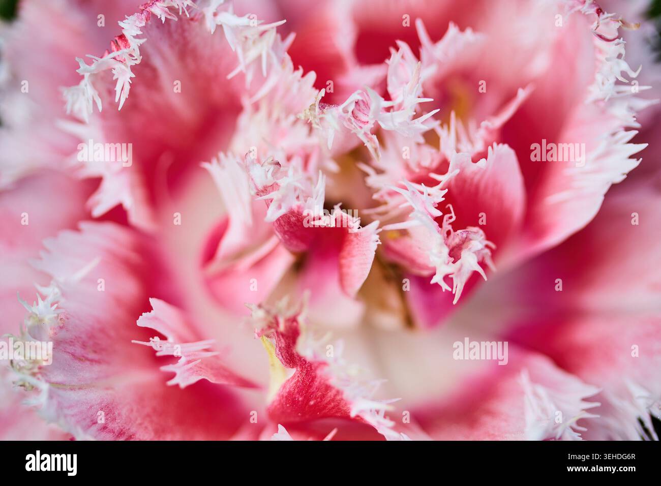 Petali di tulipano con frange rosa che fioriscono da vicino Foto Stock
