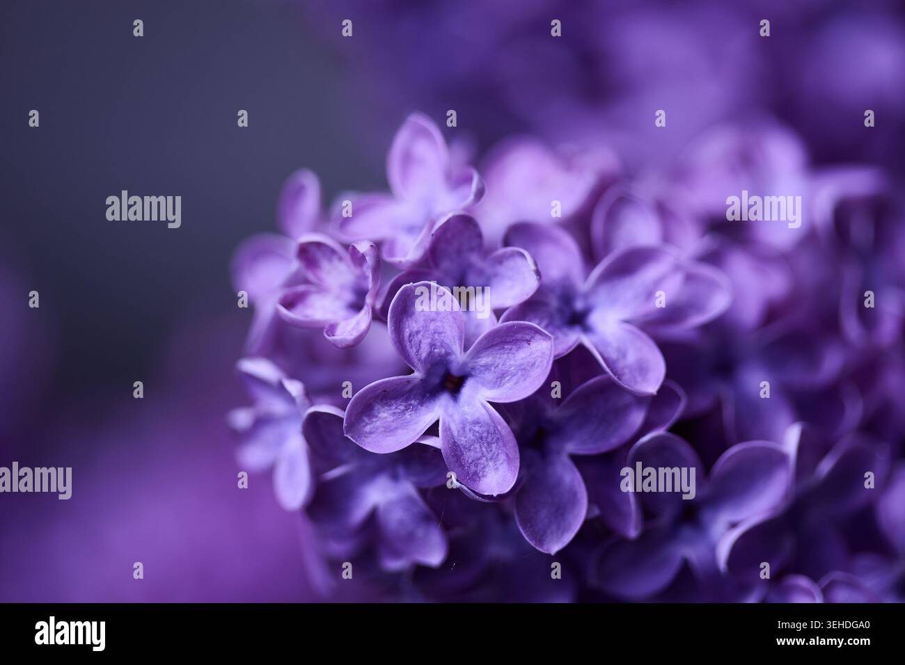 Fiori di lilla in morbida fioritura di primavera viola Foto Stock